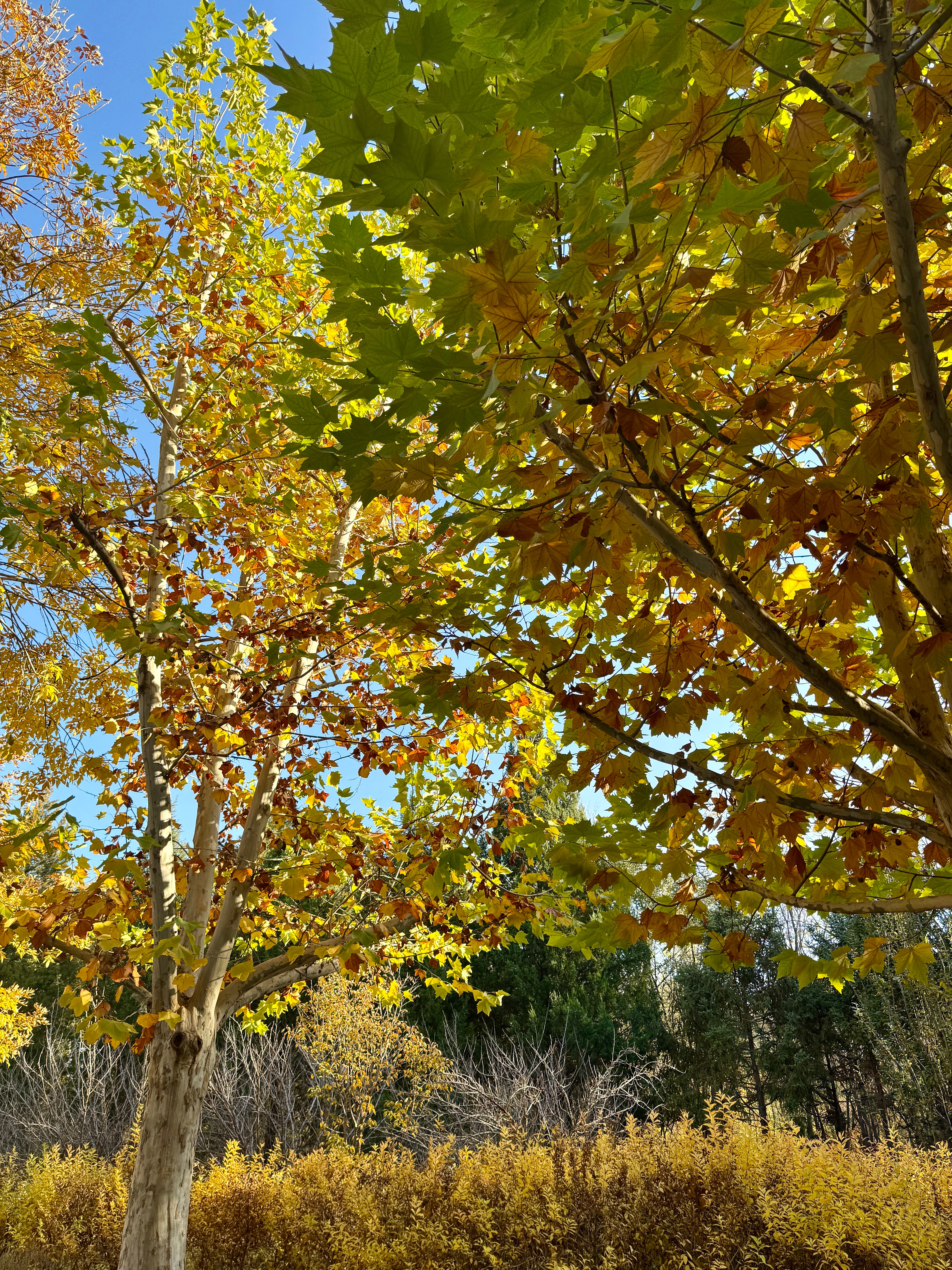 万物可爱的季节🍂走走停停 朝阳公园-三里屯-the box集章的一天
