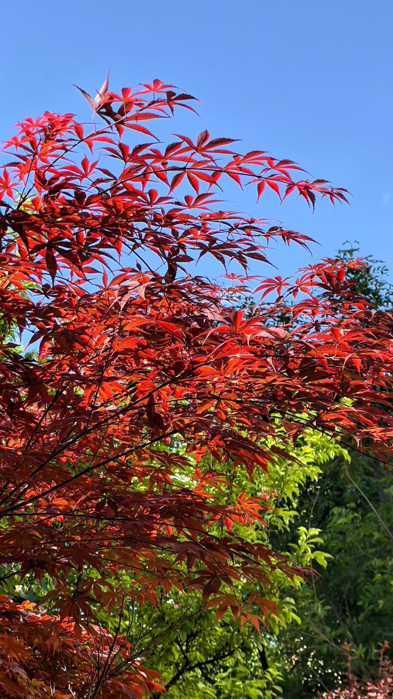 分享一张最近随手拍的照片春日里的风光美景：天空湛蓝，红叶满枝，小区里的美景尽收眼