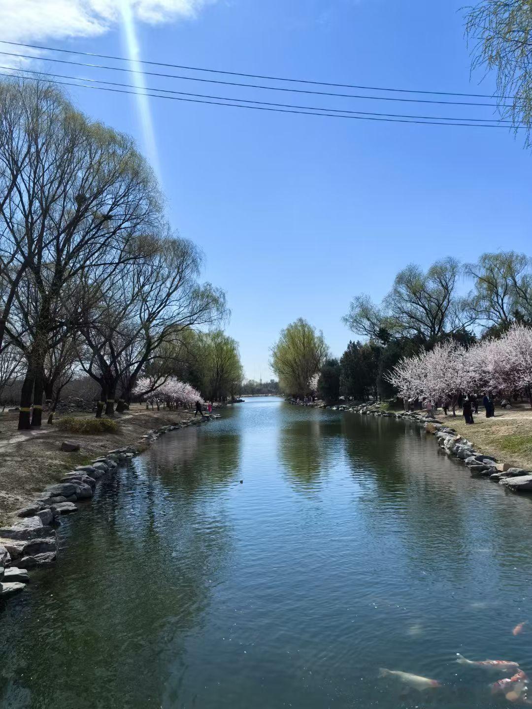 春日光影漫进圆明园，青瓦红墙映着粼粼湖波，成群锦鲤摆着金红尾鳍游过，搅碎一汪澄澈
