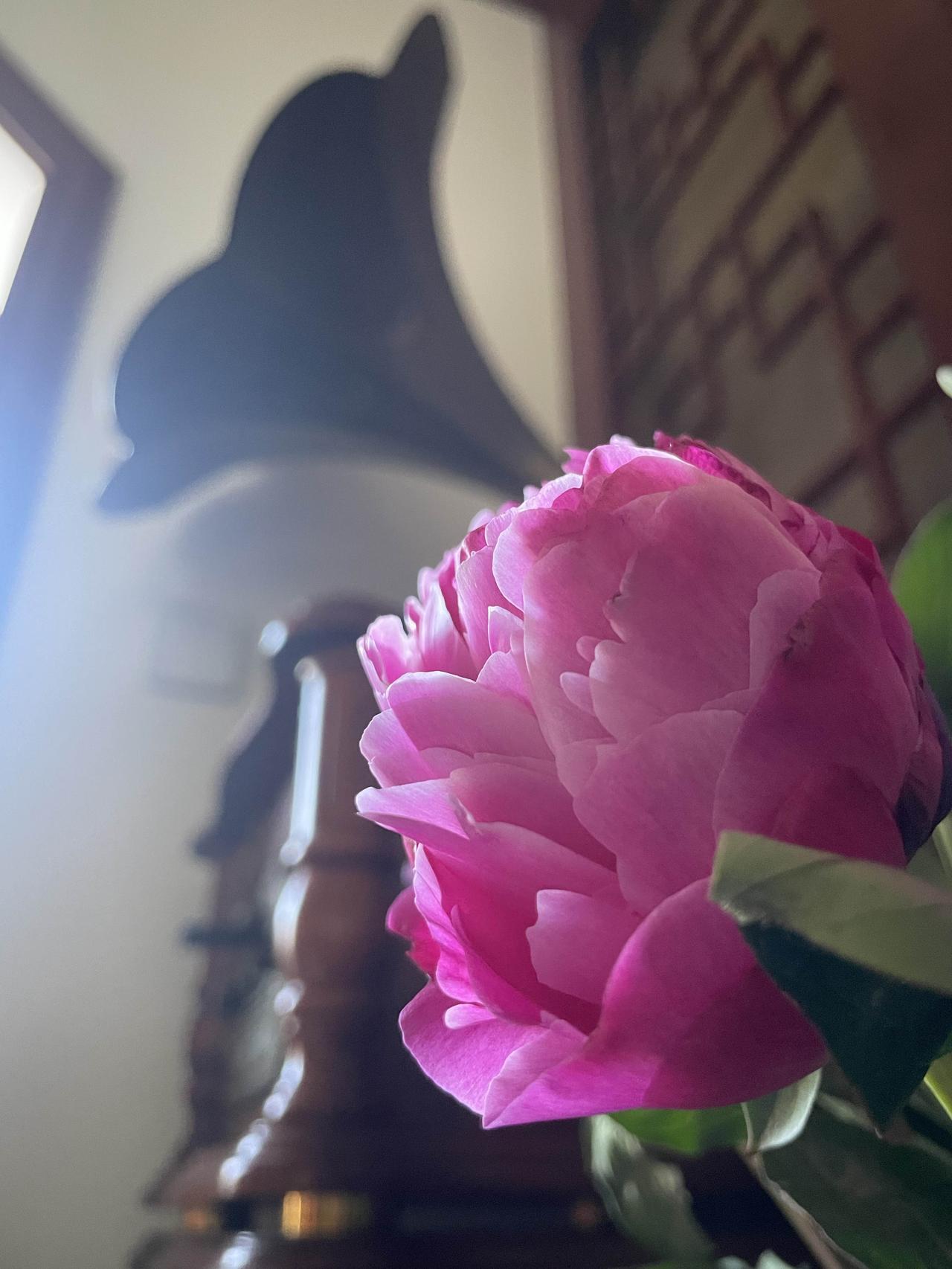 当年花底，芍药栏同倚；依旧芳菲，岁月看流水。春残矣，乱红如绮，草绿人千里——忆旧