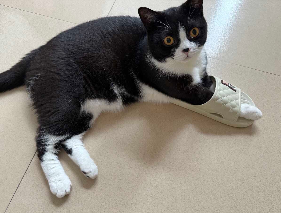 我想念您脚的味道了daily奶牛猫 （投稿：） 