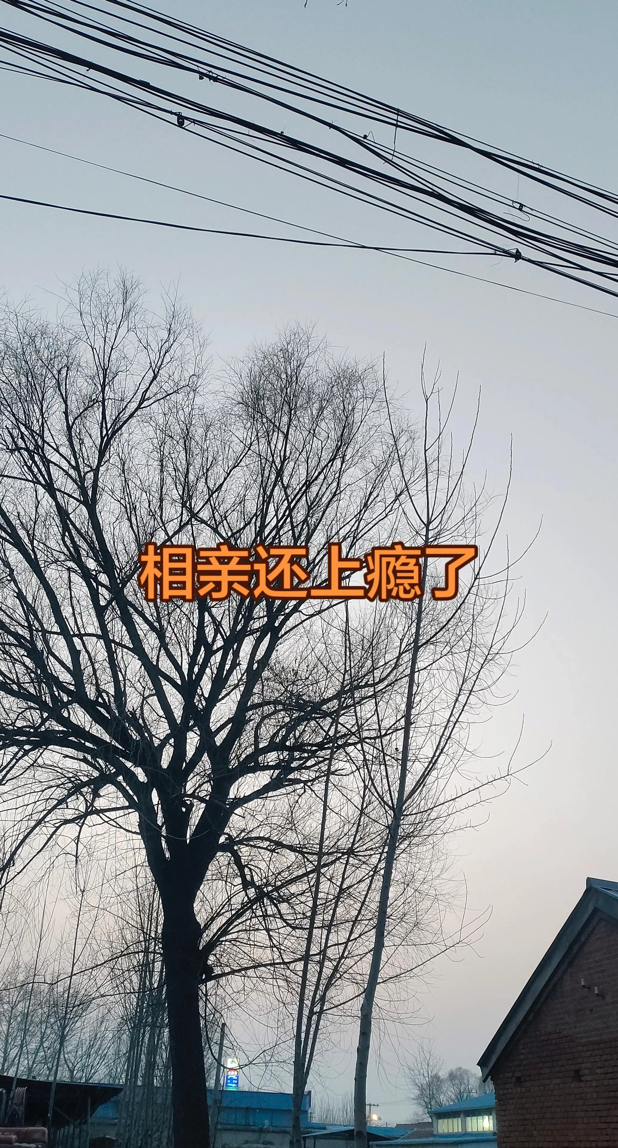 老树