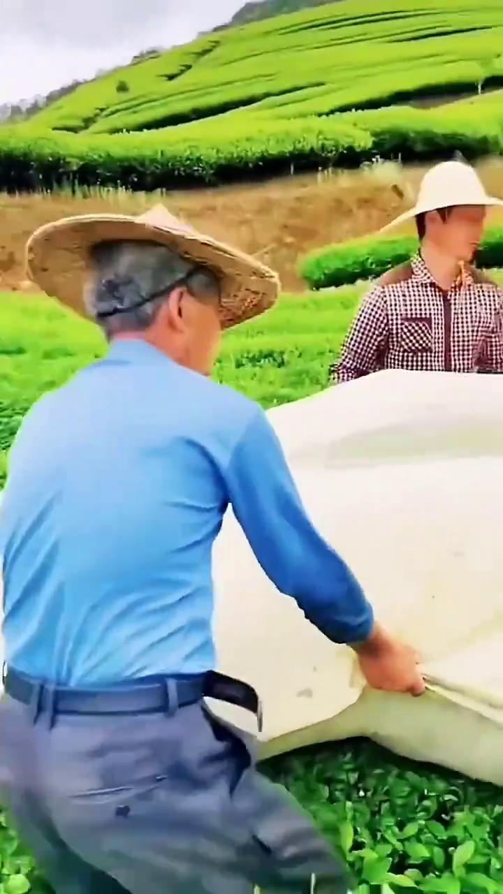 现在科技可真好，采茶叶机器往茶上一放一拽，采的茶叶直接就进袋里了。要是用人工一个