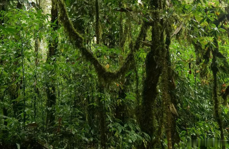 高山杜鹃生长近20年才开花树高几十米种子却比芝麻还小落在腐殖质上、被苔藓挡住、无