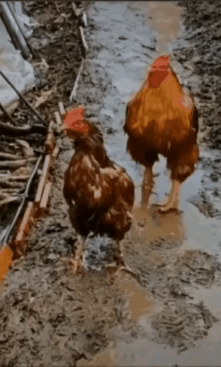 惊呆了！下雨天刷到这视频，两只鸡淋得耷拉着羽毛，下一秒大公鸡的动作直接看哭我！