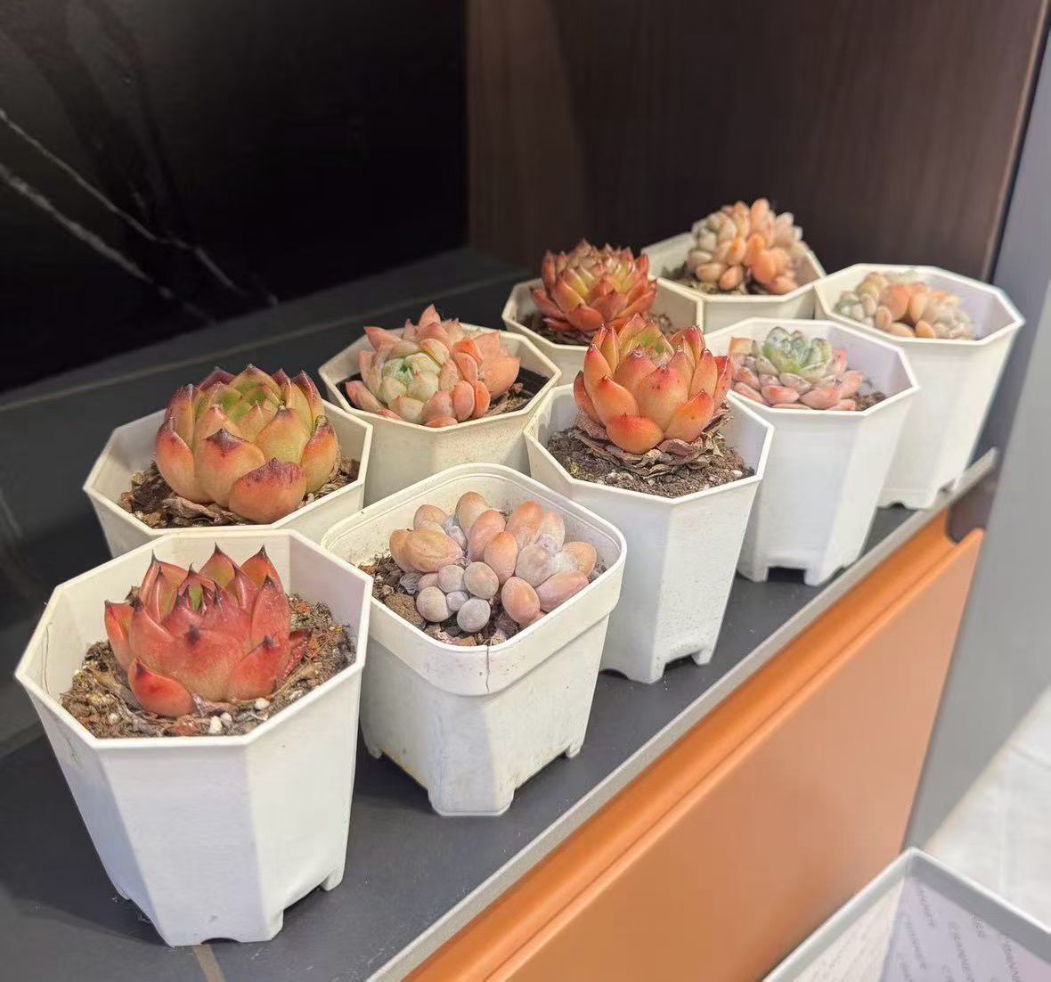 早上好 