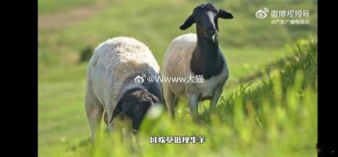 #你不说湖南还以为是内蒙古#原来湖南还有如此迷人的地方！仰天湖大草原，一个让人心
