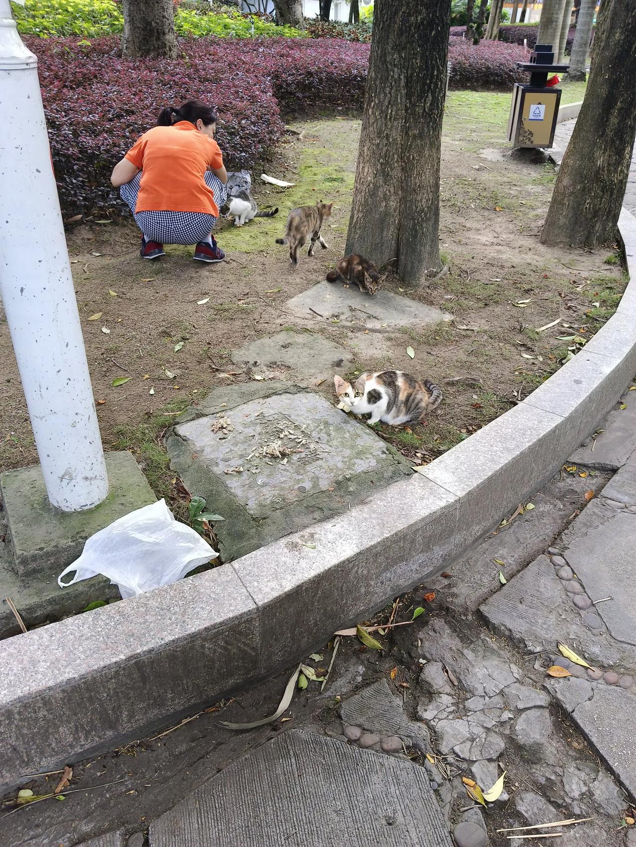公园里有好多流浪猫，光我看到有二，三十只，这都是谁家生小猫了，不要就丢弃在公园里