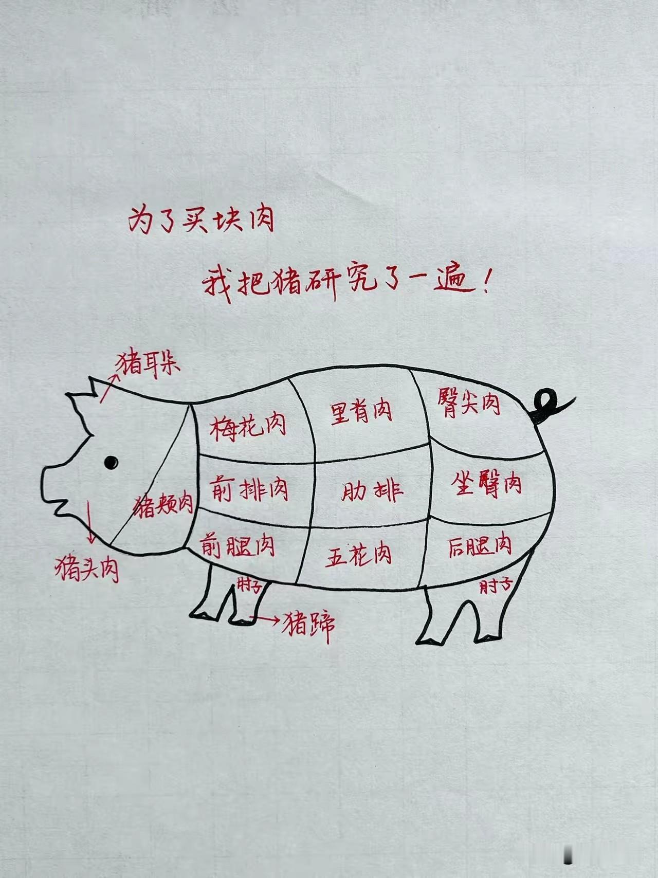 吃了这么多年猪肉，第一次把猪研究明白。