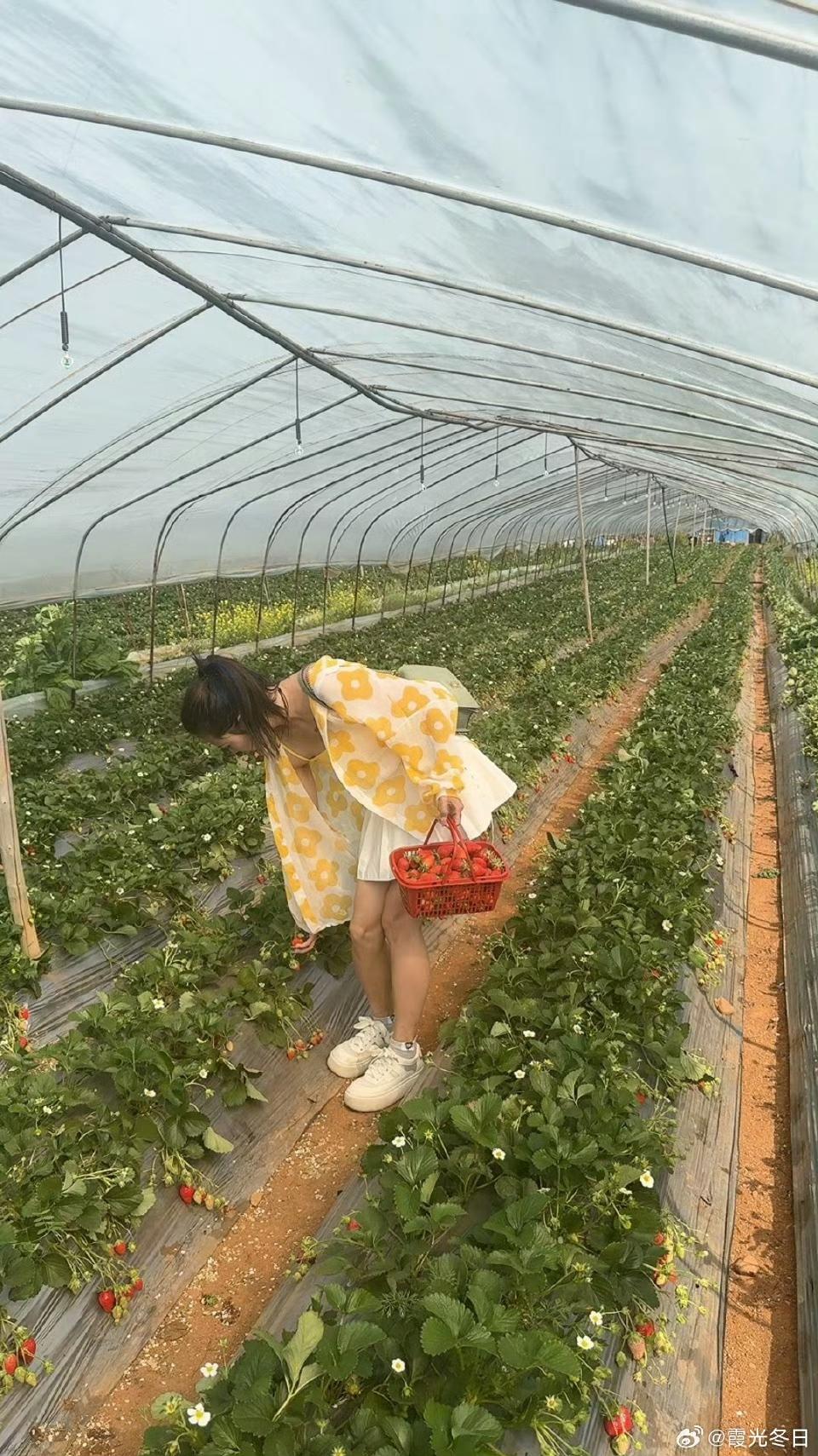 反正闲着也是闲着，来郊野摘点草莓玩