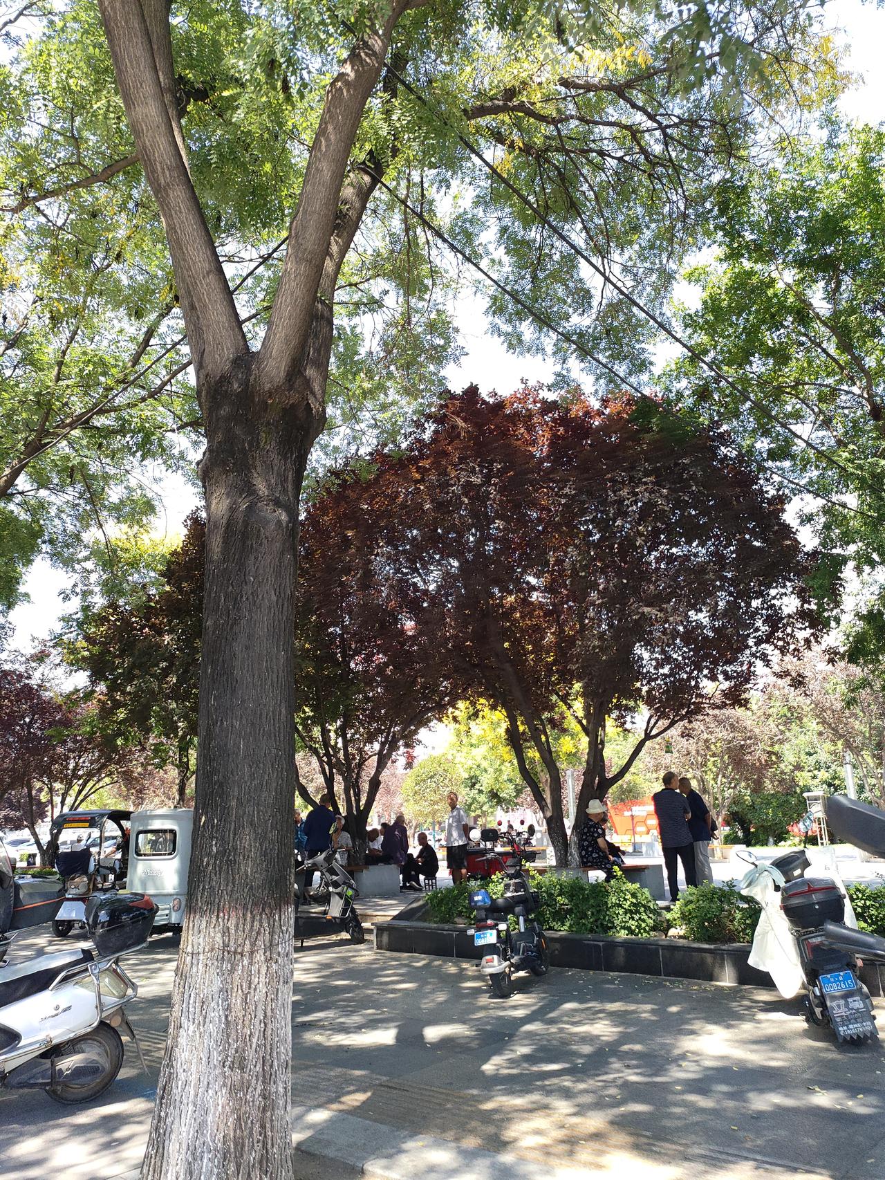 ​
2. 晴日小城，浓荫蔽路，便民空间藏着城市暖意，一帧皆是人间寻常风景。