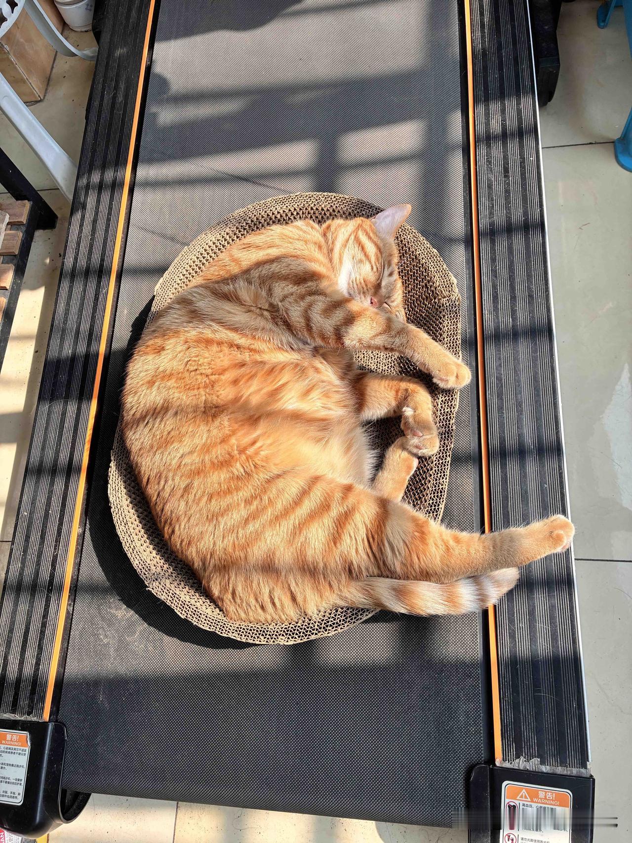 猫咪是上帝留在人间的天使，拥有猫咪，就会拥有天使的守护，会治愈你的沮丧，安慰你的