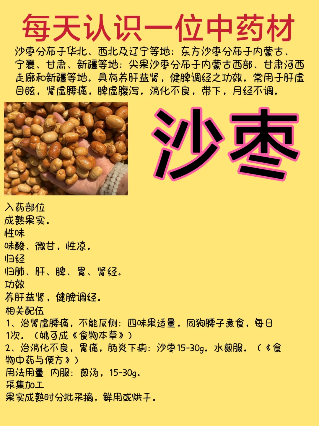 每天认识一位中药材-沙枣