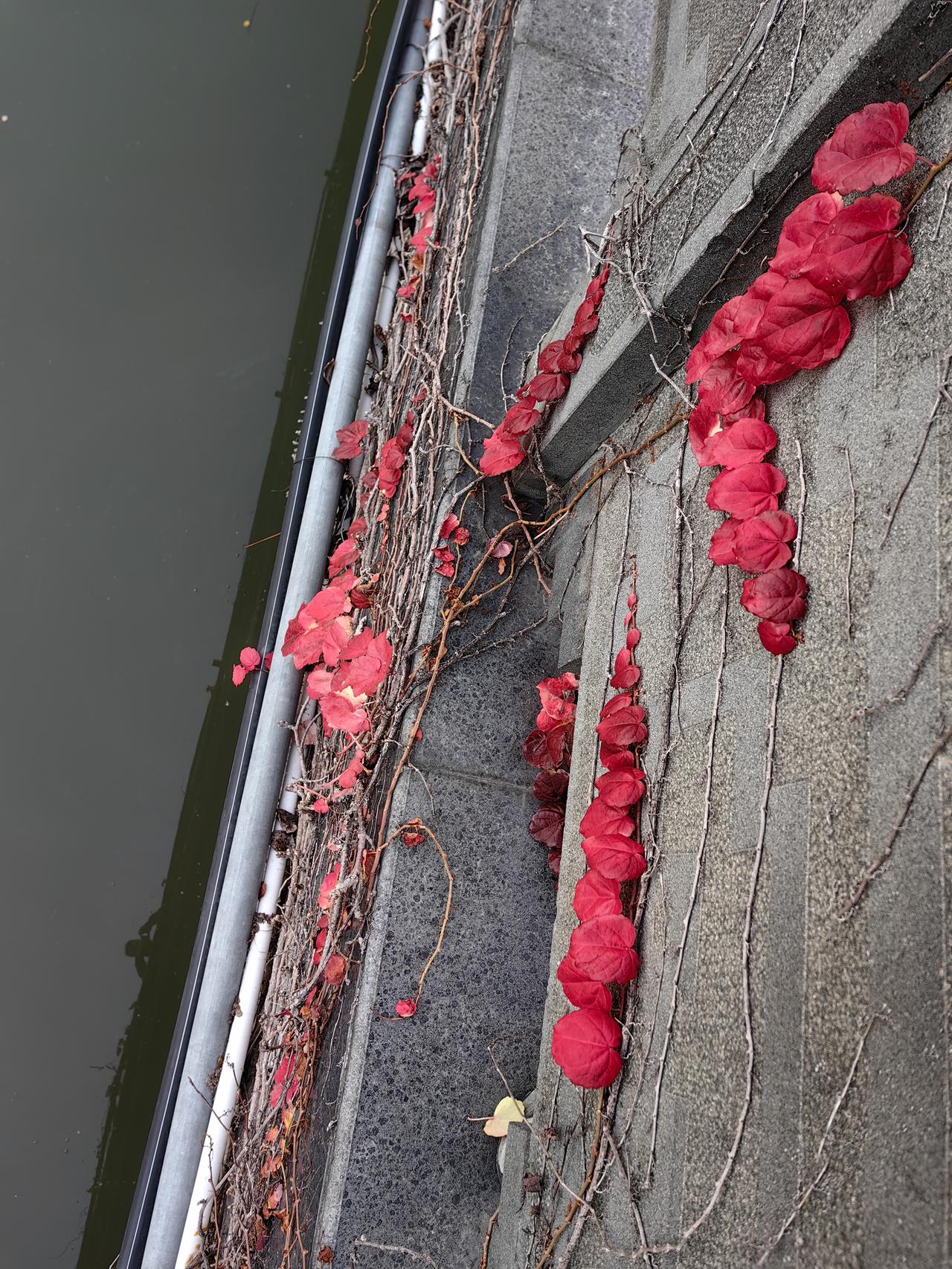 基本还是几个强势股在炒作，A股行情 科技股市场情绪 科技股行情 一些柚子在，不过