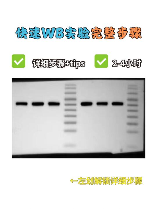 快速WB实验完整步骤❗（超详细～）
