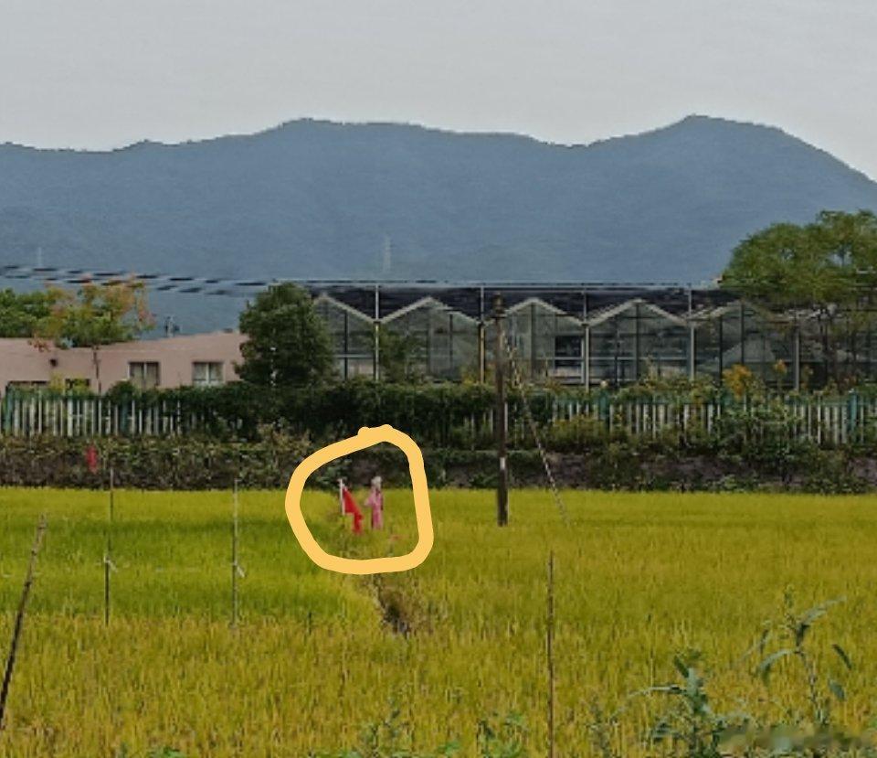 稻田中间插了一面党旗，意思是沐浴着党的阳光成长并成熟起来的稻谷。#我是老兵# ​