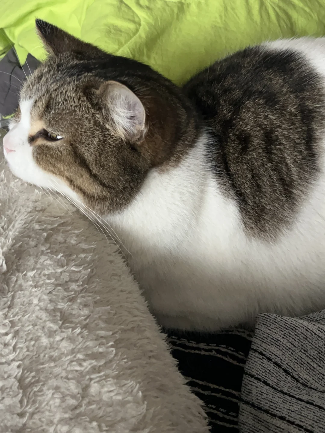 就这样，被我的小猫信任。🥹