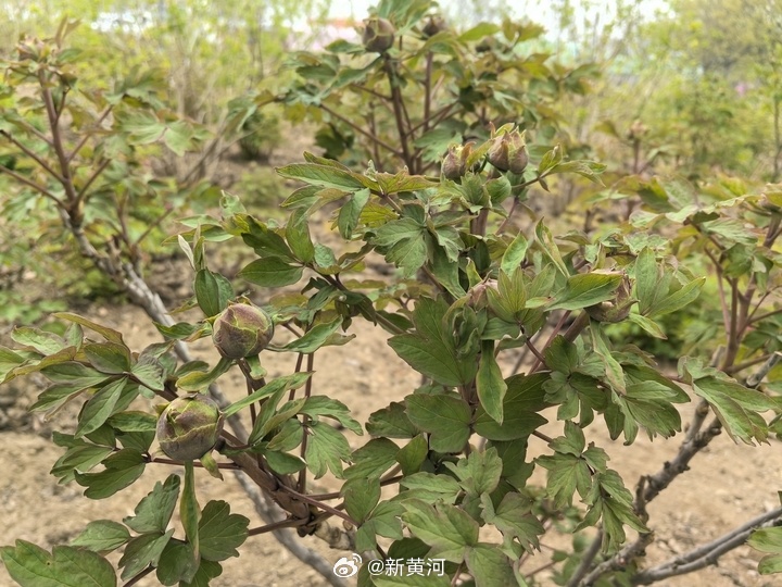 【奇景！#菏泽现单株3枝6枝并蒂牡丹花苞#】#菏泽牡丹罕见并蒂三重奏#  春和景