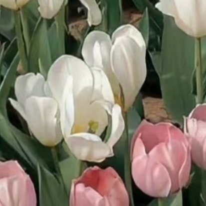 种植郁金香的方法：1、土壤选择持水性和通透性强的土壤，以利于后期根系和种球的健壮