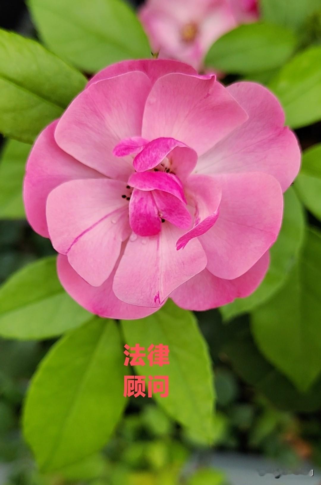 臧（藏去掉草字头）
 
 
 
一、读音（3个，最常用 zāng）
 
1. z