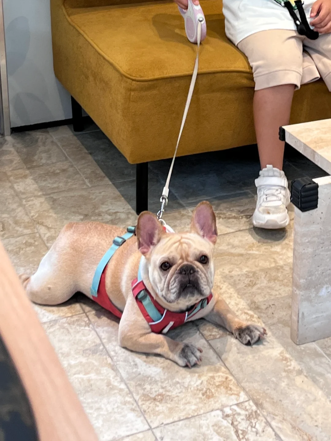 探店小狗 | 本猪猪来过6789次的咖啡厅☕