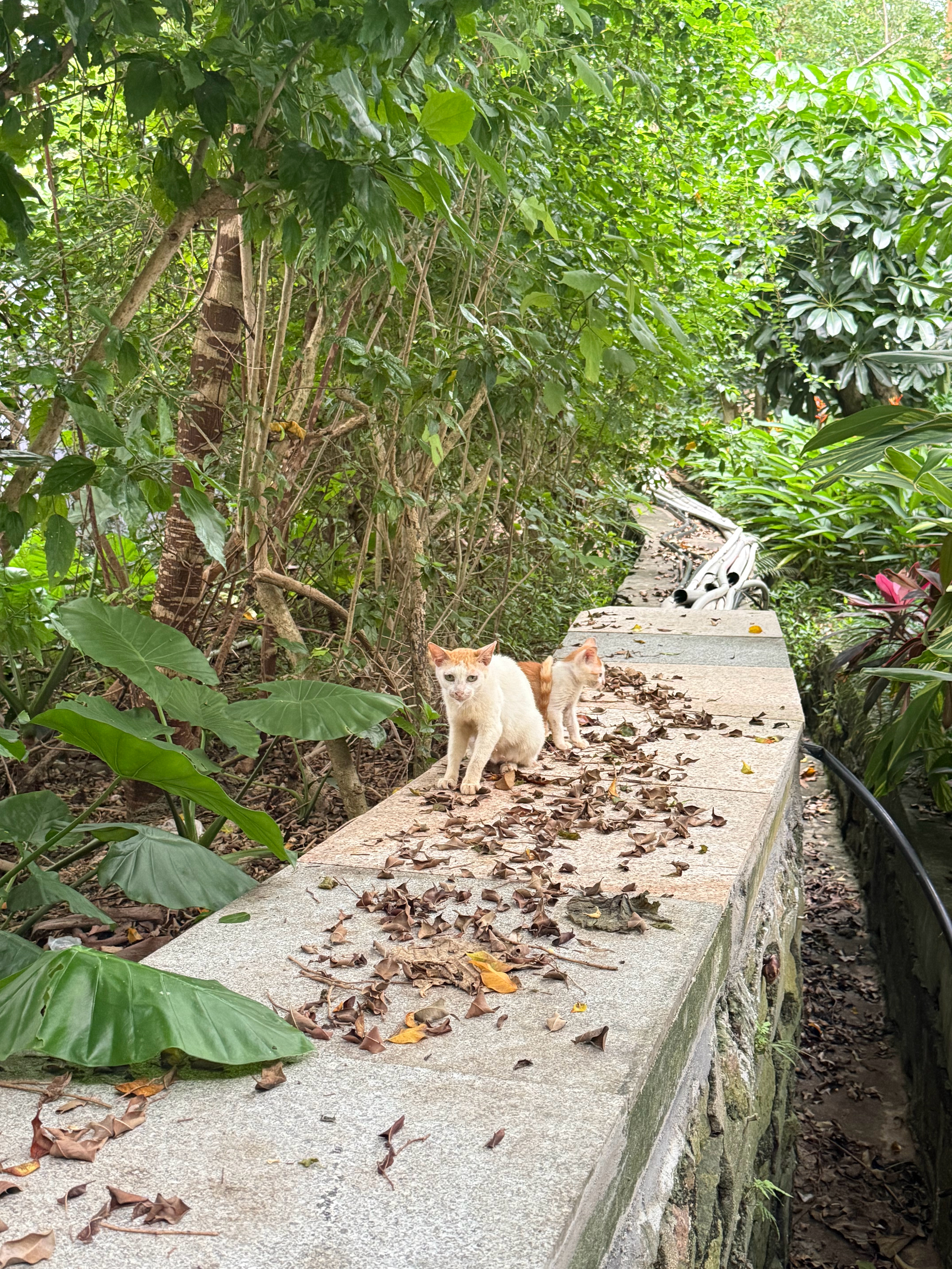 带着剩下的最后一个孩子在山上流浪，很不容易吧！流浪猫 深圳