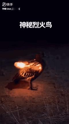 传说中的烈火烈…😱