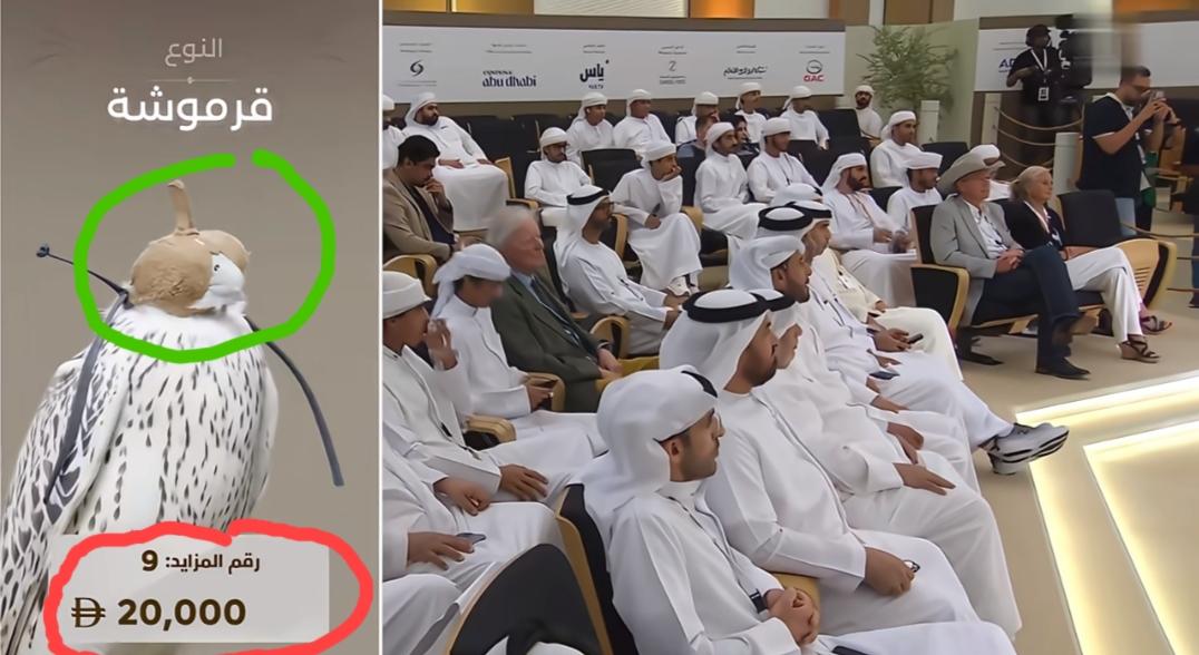 中东地区的一场“猛禽拍卖会”，这么一只漂亮的猎隼，2万迪拉姆（约人民币4万）就没