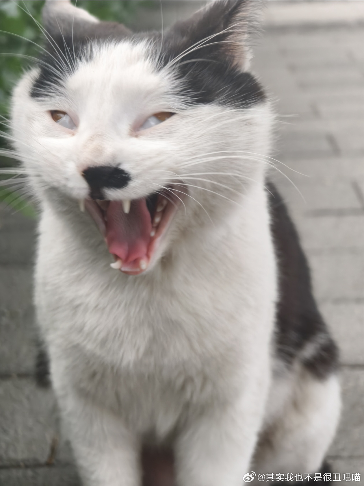 49217【丑猫】随手一拍就是如此权威，此猫面色不善！ 