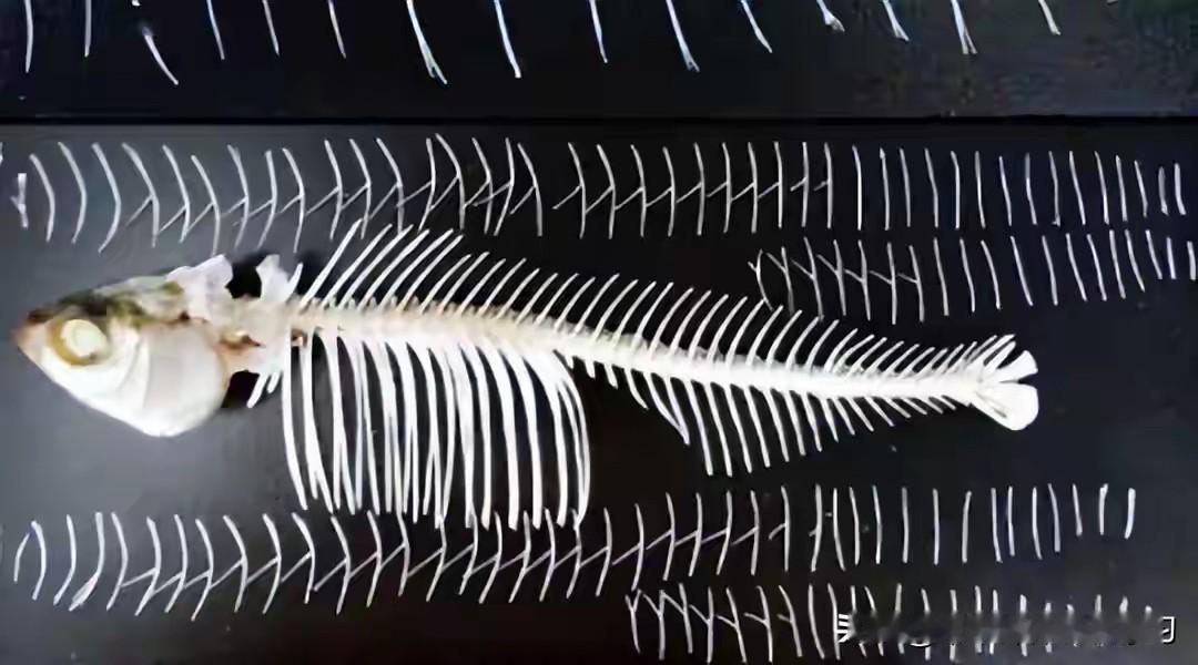 大口吃鱼的时代要来了！科学家真把“无刺草鱼”搞出来了，以后吃鱼再也不用小心翼翼挑