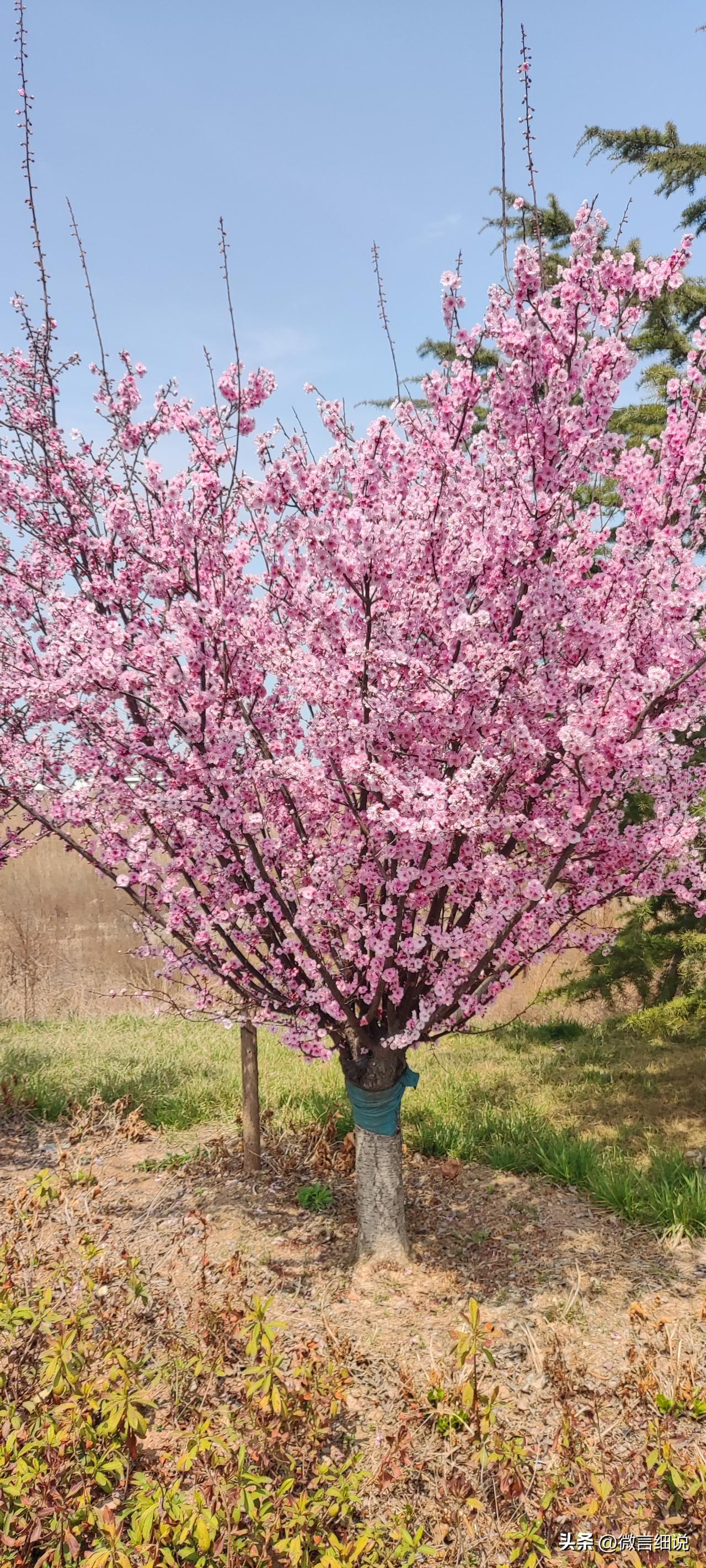 一样的春天，不一样的颜色，不一样的人，不一样的心情。不知道你姓甚名谁，不知道你是