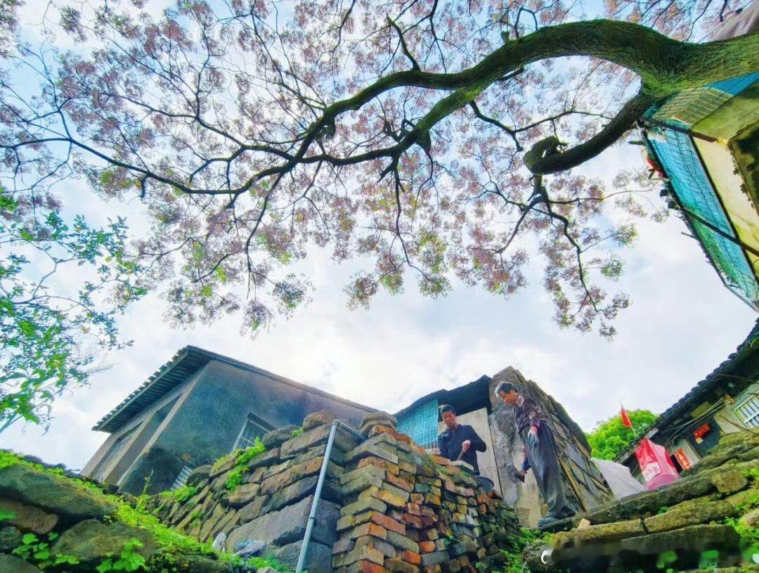 台州600年老城门与80岁苦楝树的岁月情 百年古城门伫立街巷，苍老苦楝树静静相伴