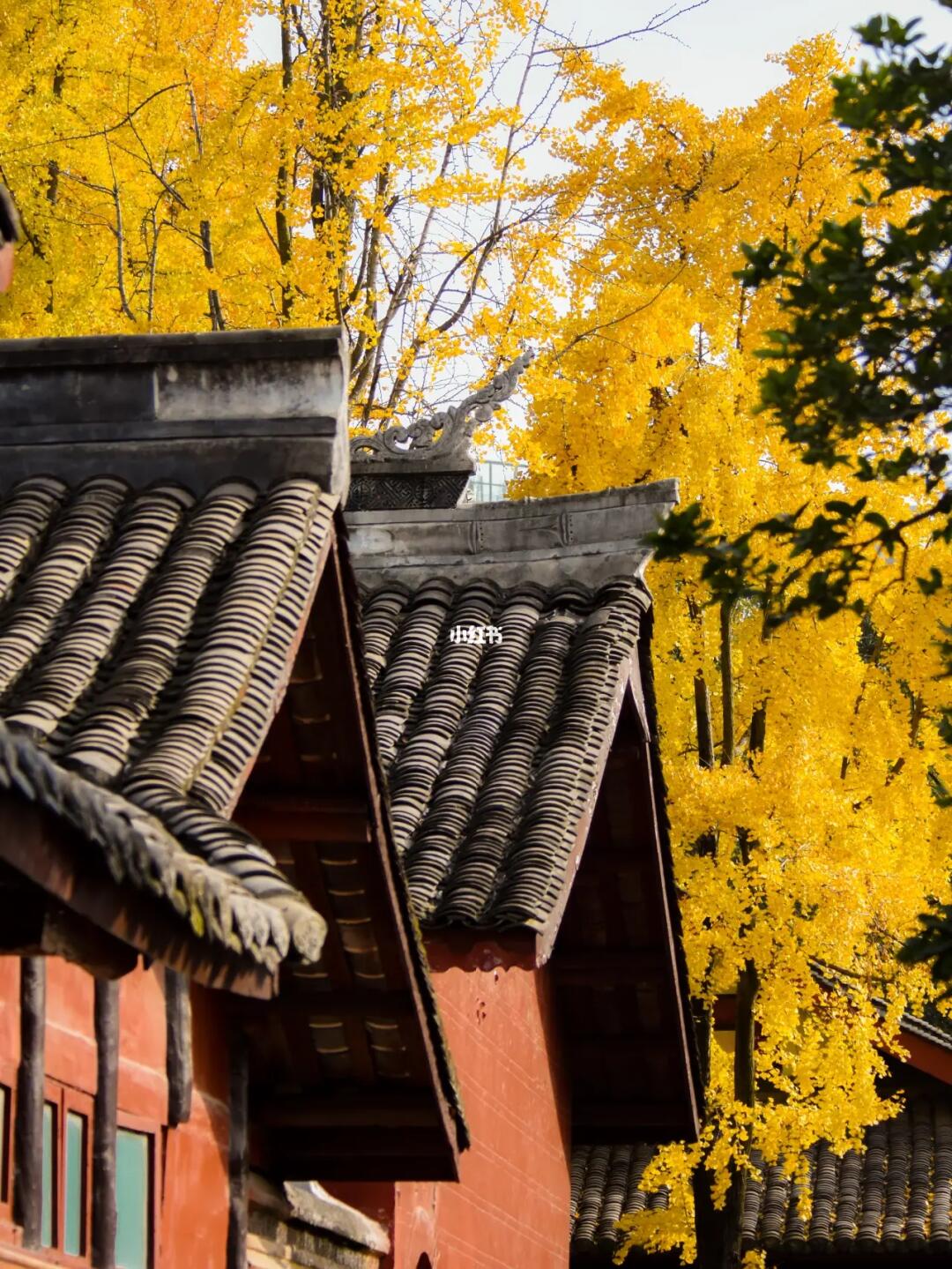 金色童话🍁隐藏在成都市区古寺的银杏林