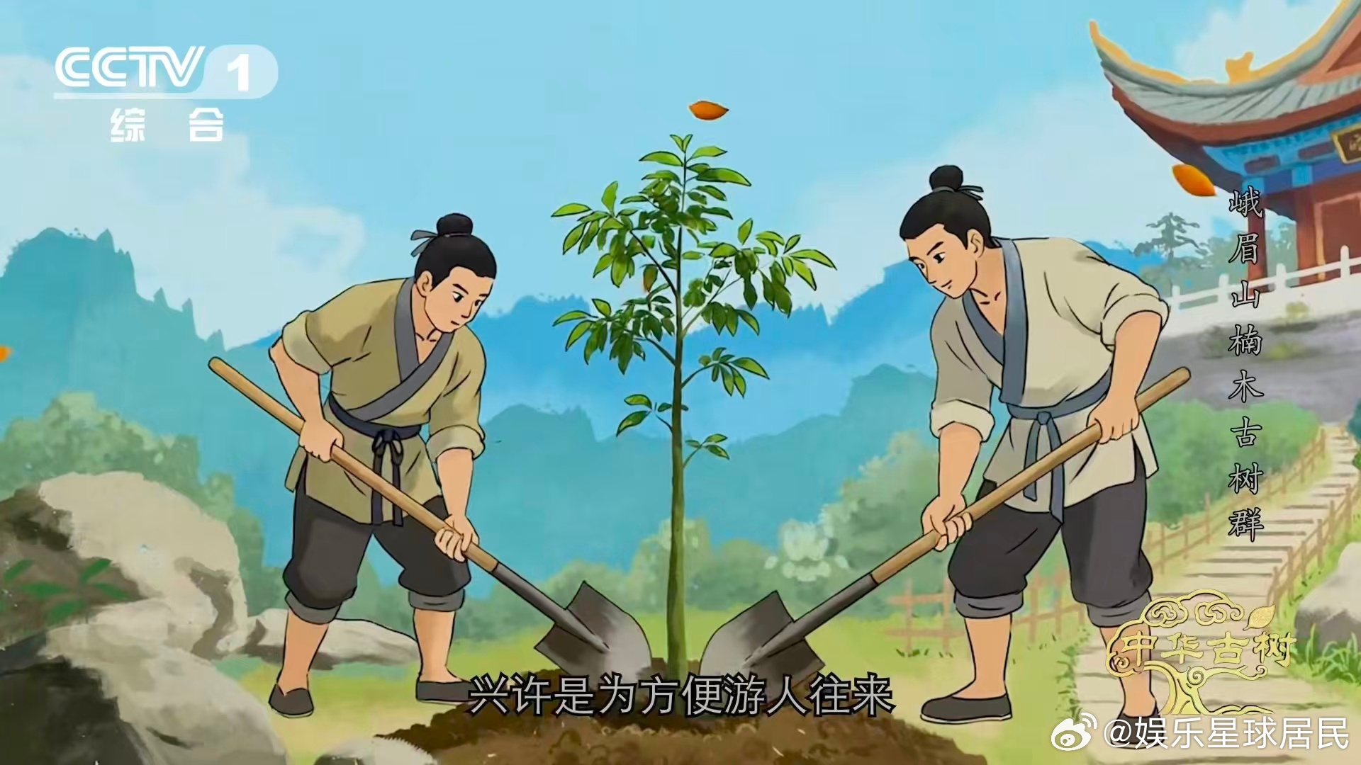 峨眉千年楠木王有十几层楼高峨眉山有座会生长的露天博物馆 穿越千年的古树浪漫！98