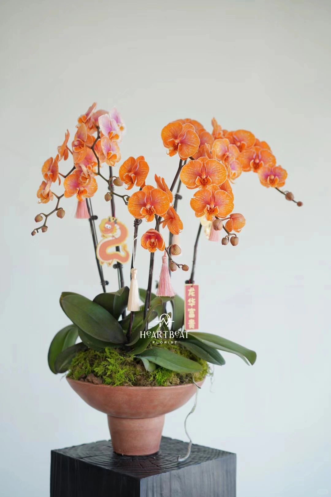 年味越来越浓了！心想事“橙”蝴蝶兰