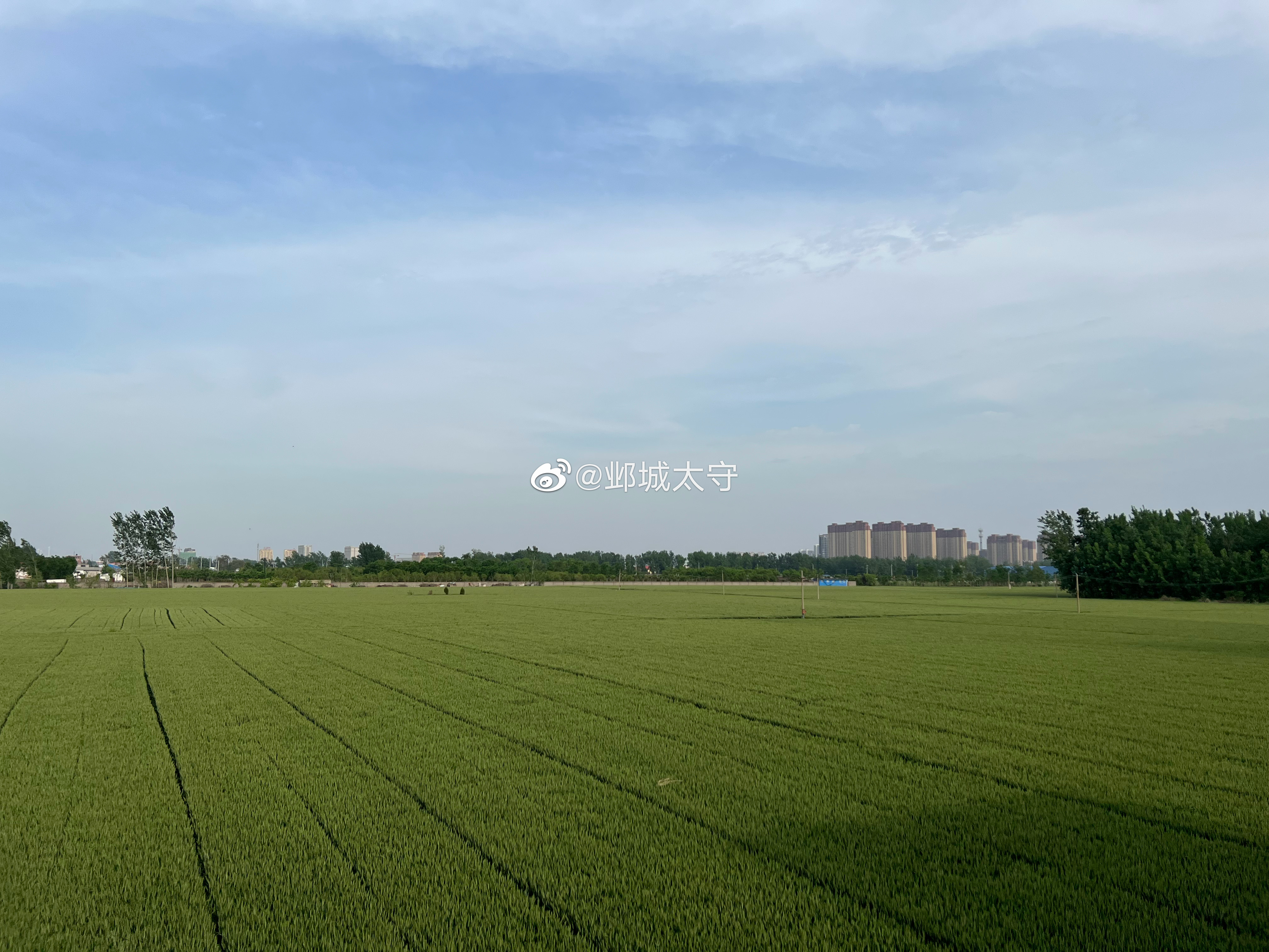 随风摇曳的麦浪。  ​​​
