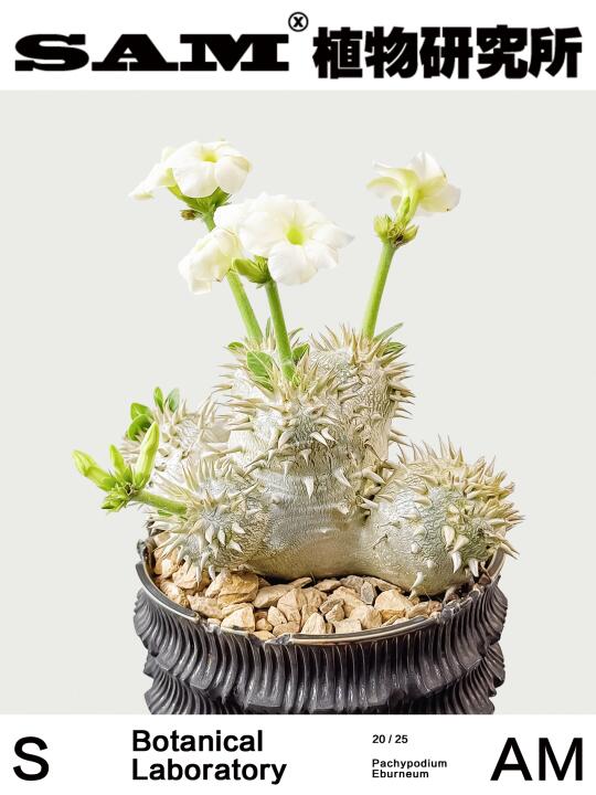 白花无刺象牙玉｜Pachypodium Eburneum