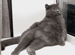 猫瞪口呆 