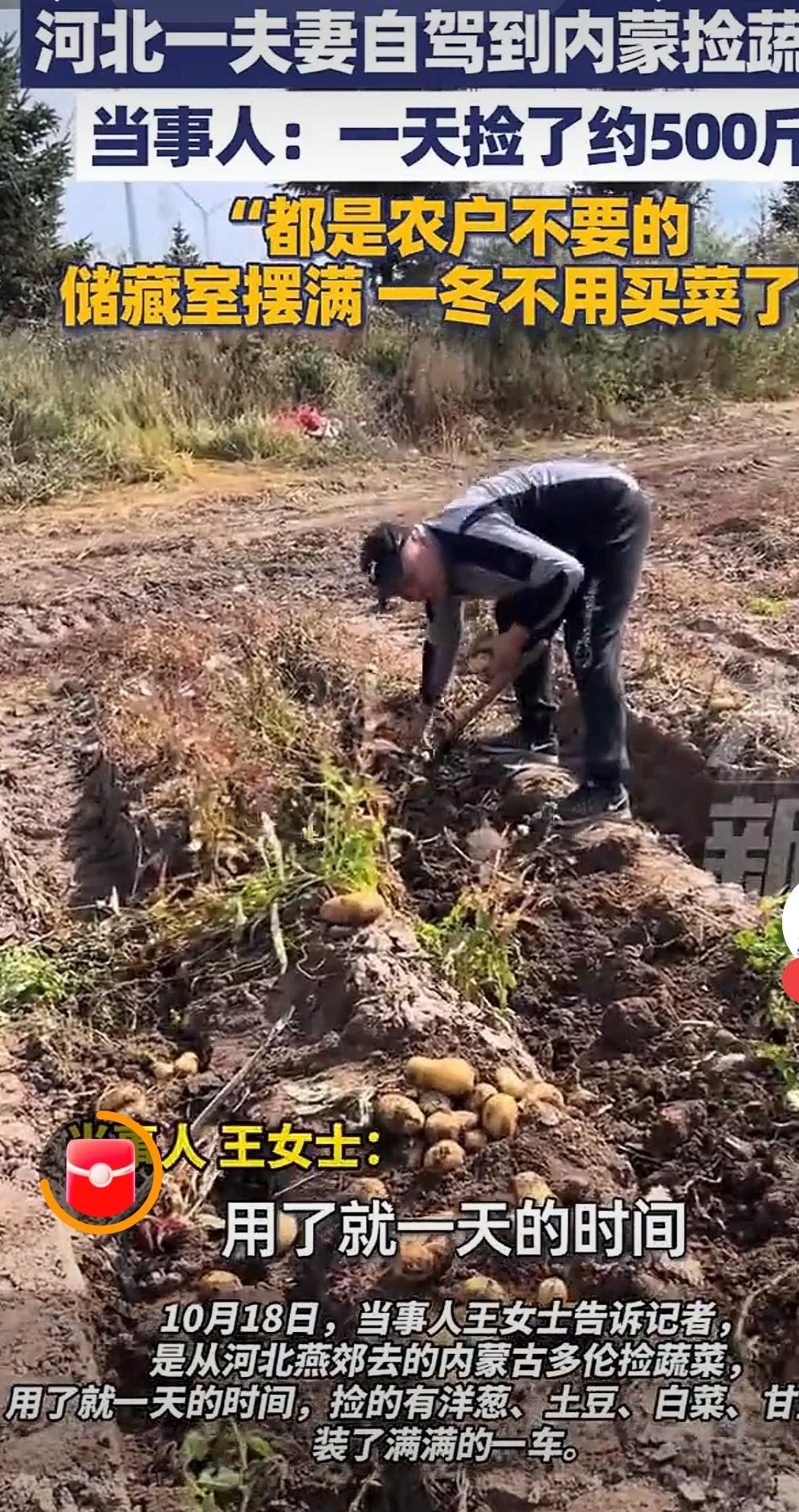 第一回见这么会过日子的！这夫妻俩专门从河北燕郊开车到内蒙多伦，就为捡农户不要的菜