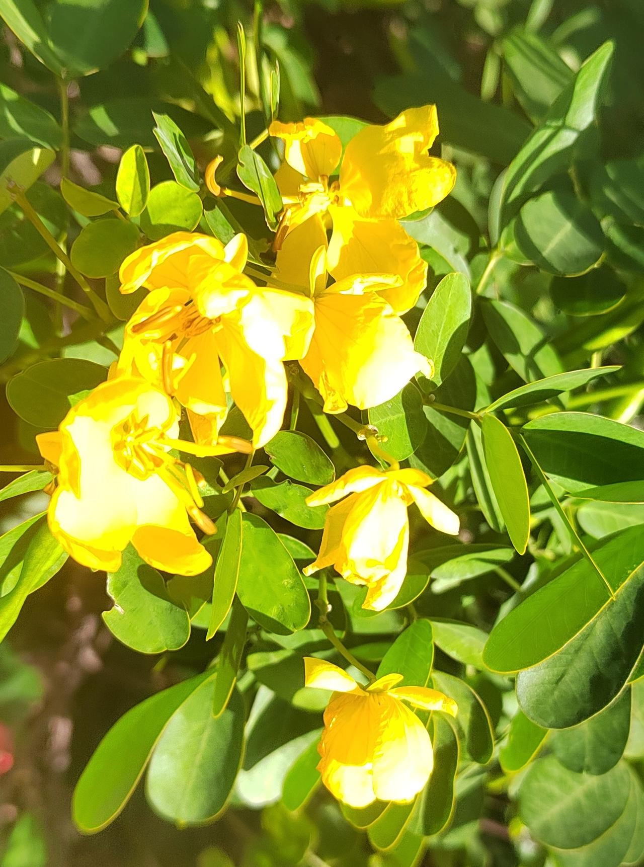 金黄色的小花开在冬日暖阳里，像撒了一地星星，细碎的花瓣裹着阳光的温度，软乎乎的。