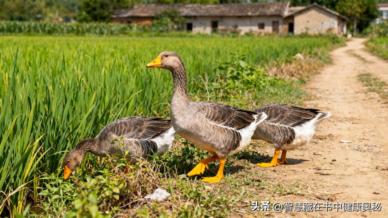 农村纯绿色食品,喜欢吗?自己养的鸭子，两年，做菜上桌，真香，吃着放心！