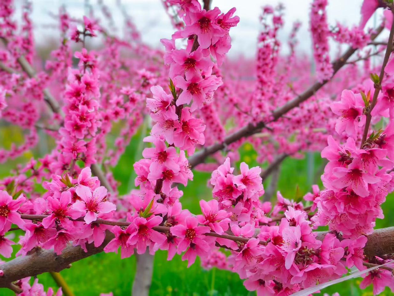 春天花会开，鸟儿它自由自在。人生不再来，要活的悠悠哉哉。[送自己一朵花][送自己