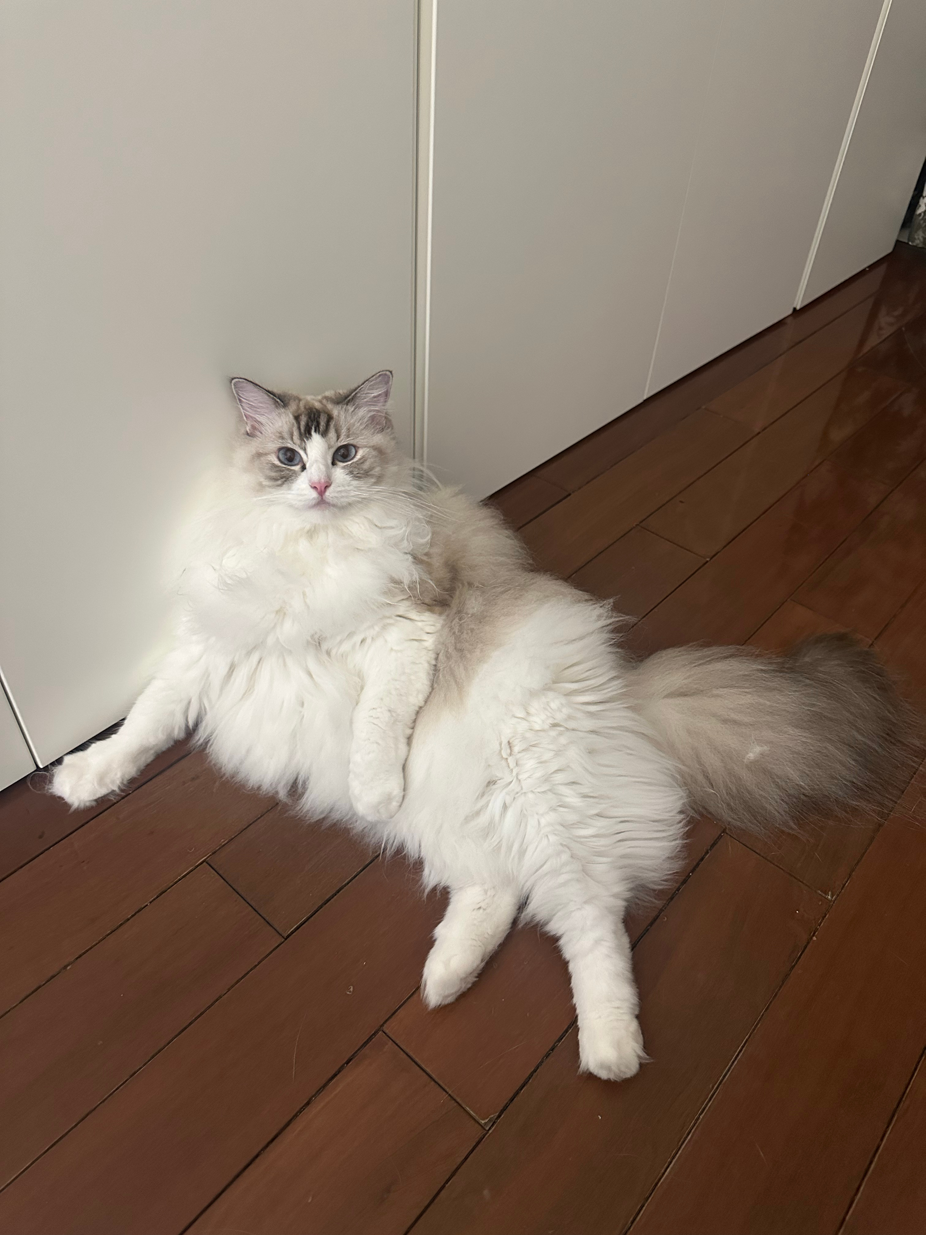 丞意相伴圈住宠爱   猫狗有个圈陪伴更长久。今天来晒晒我家的仙女猫小宝✨这毛茸茸
