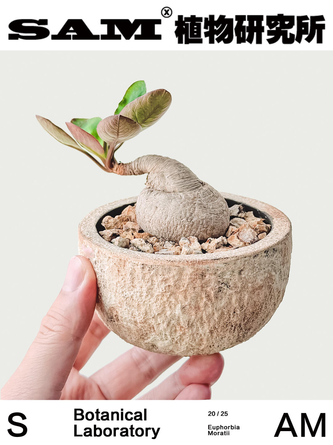 莫拉提大戟｜Euphorbia Moratii