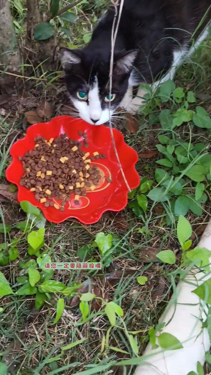 喂流浪猫要注意什么？
请您一定要隐蔽投喂，把猫粮和水放在草丛、树下等大众看不见的