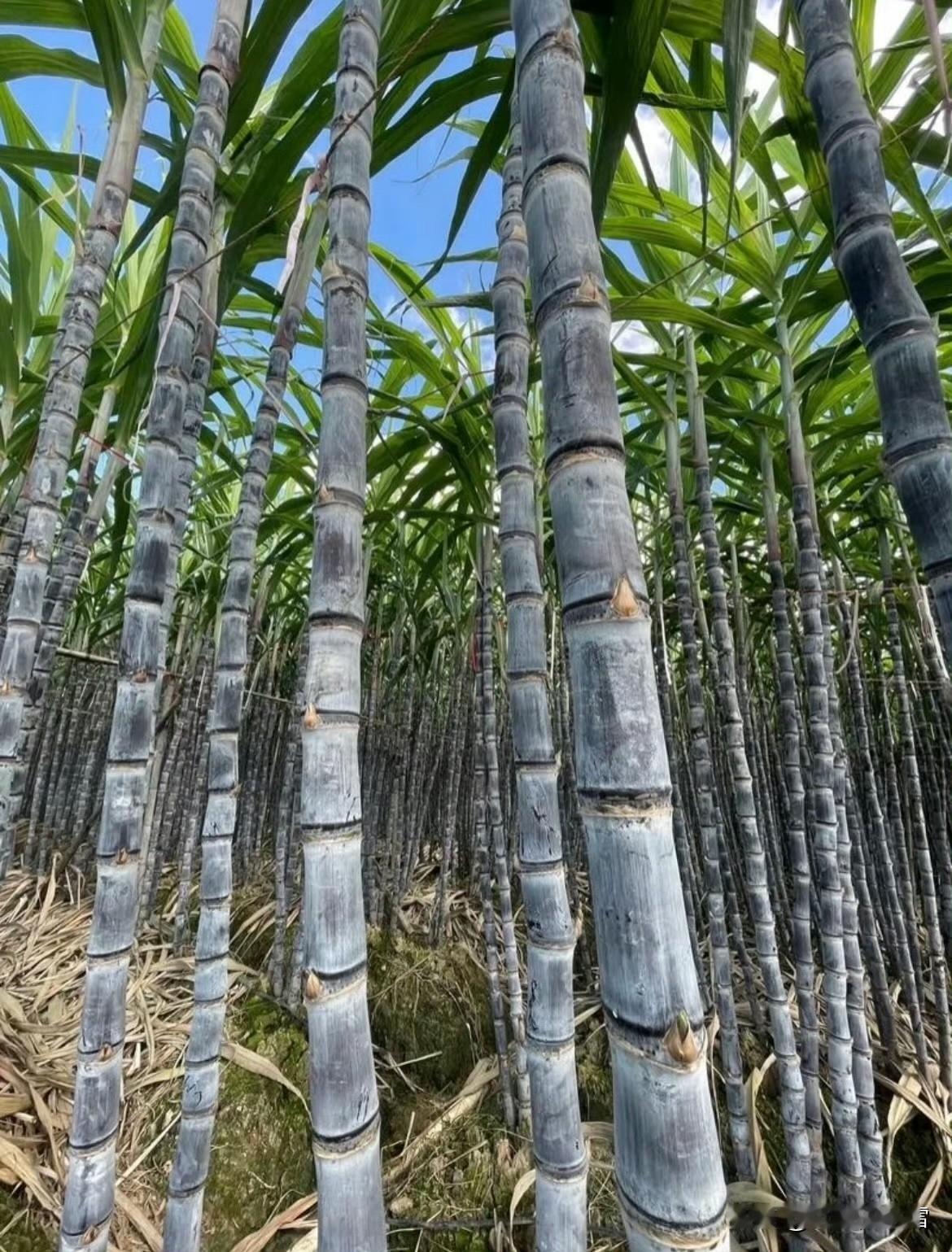 冬日生活打卡季