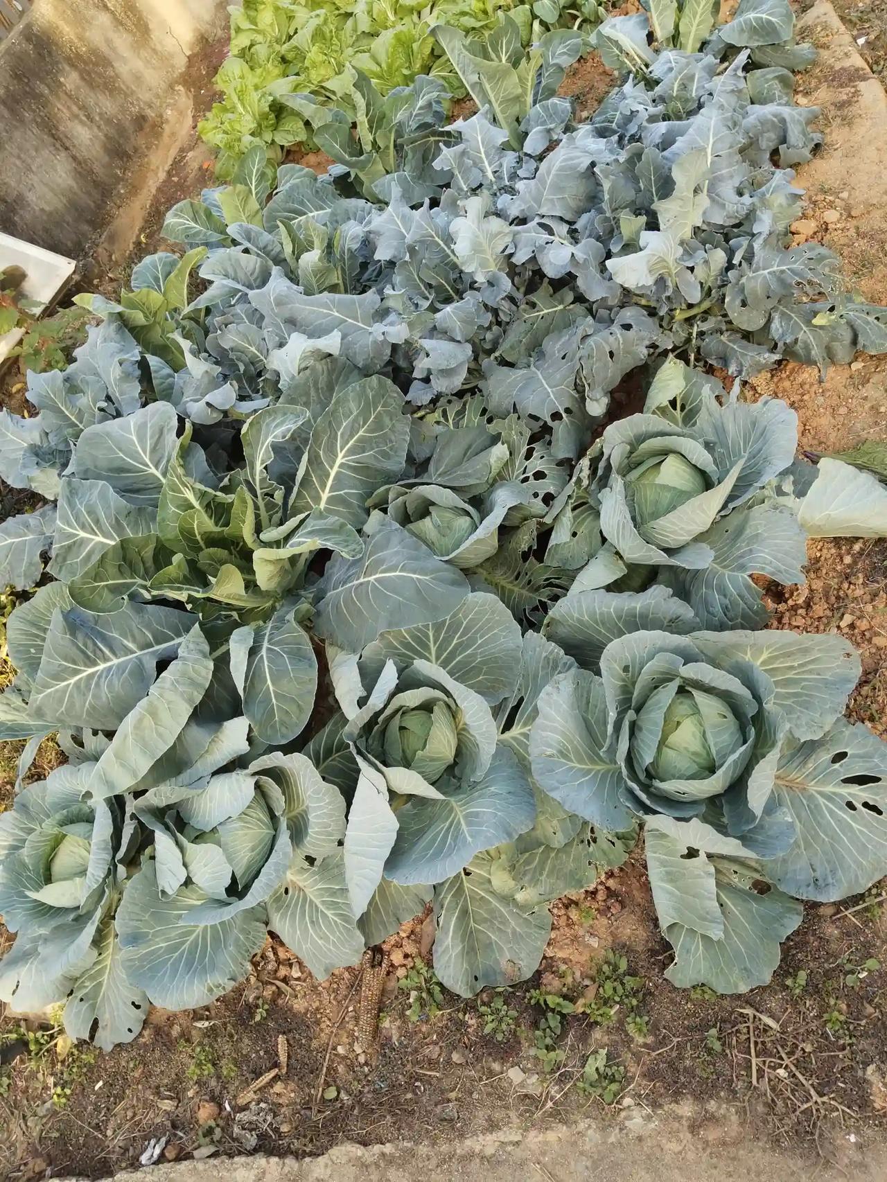 我种的包菜和花菜，被虫吃出了许多窟窿，不过整体长势倒是十分喜人。