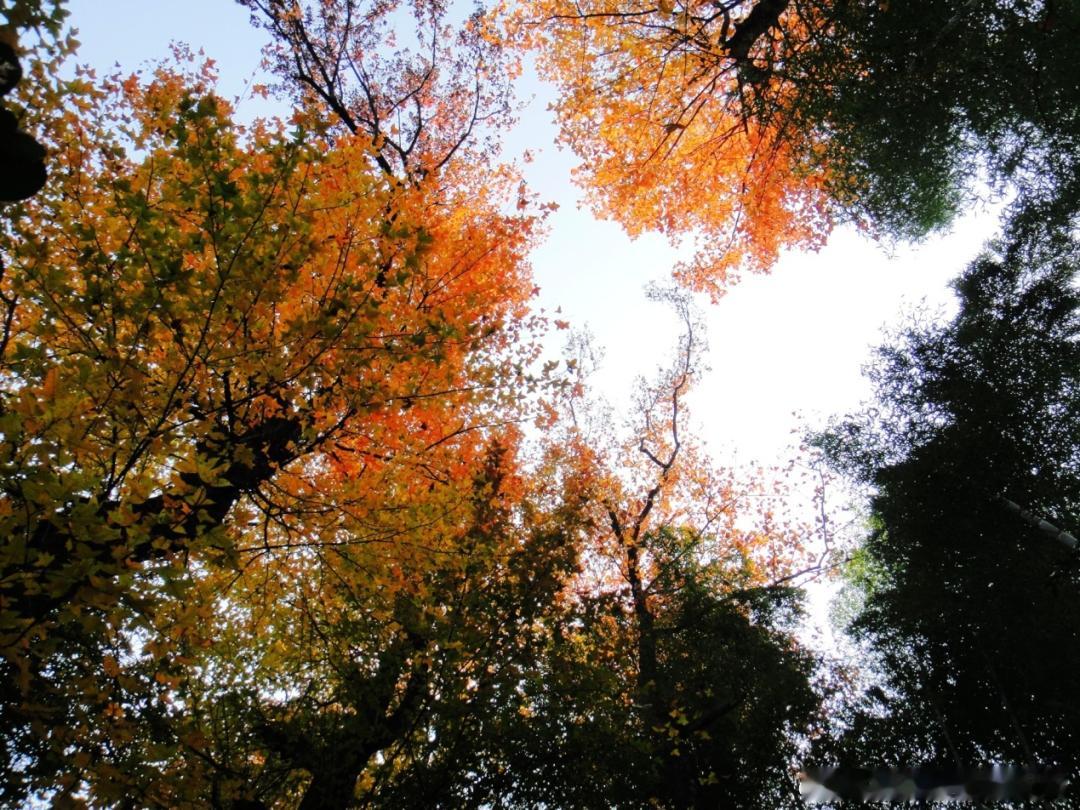天气晴好秋日徒步是个不错的选择莲都有众多古道可以来一场心灵洗涤的穿越之旅莲都的古