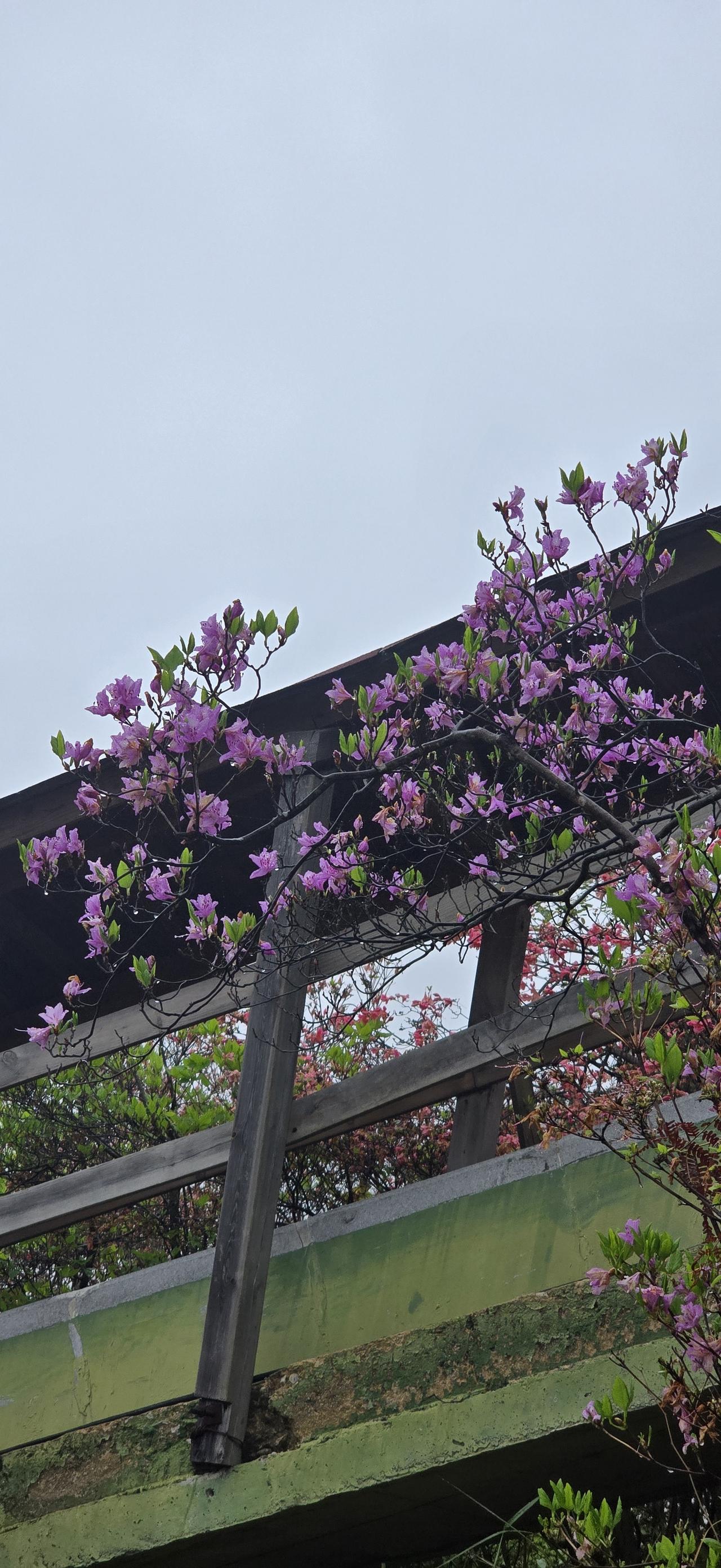 最大的错在这个男人。男人不拿媳妇当回事父母才敢肆无忌惮对待媳妇。媳妇受了委屈，不