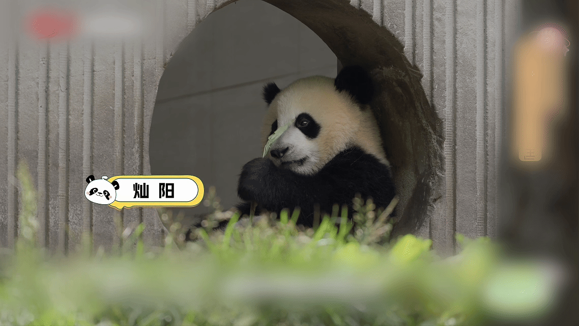 灿阳一家从神树坪搬家到雅安 今天的节目就要结束啦，大家有没有被灿阳旺盛的精力给震